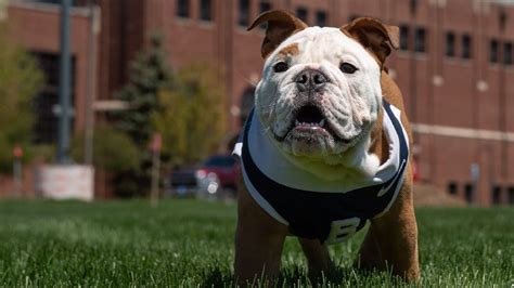 The Butler Bulldogs Mascot: A Ambassador of School Spirit